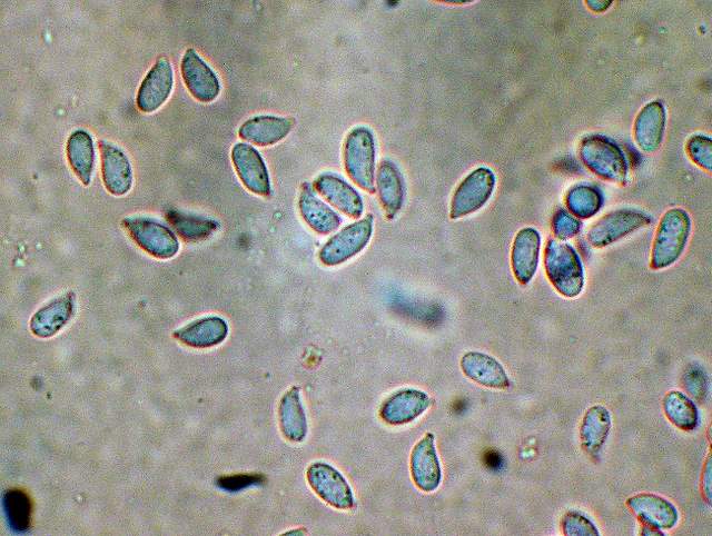Clitocybe puberula